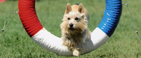 Canine Agility of Central Minnesota