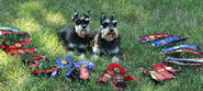 Kaper & Gypsy